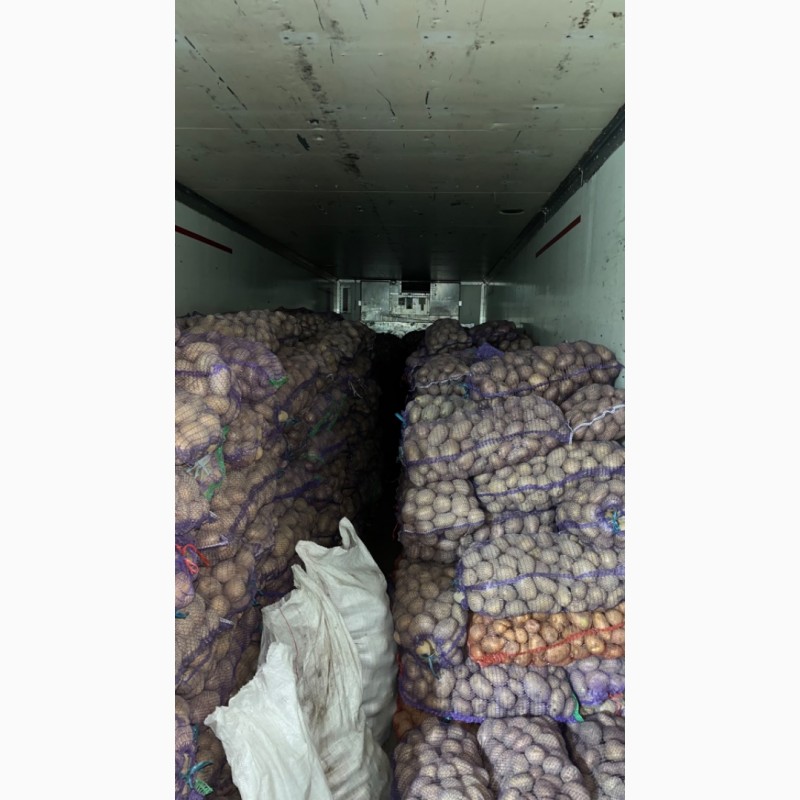 Фото 3. Продам товарну картоплю різних сортів ОПТ та роздріб
