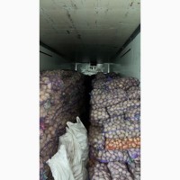 Продам товарну картоплю різних сортів ОПТ та роздріб