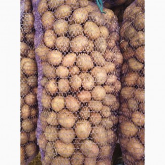 Продам картоплю Белароса насіння