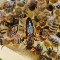 Бджоломатка Карпатка