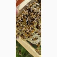 Бджоломатка Карпатка ОПТОВИКАМ ПРИЄМНИЙ ПРАЙС