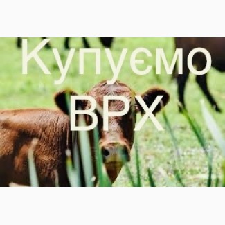 Куплю Врх