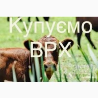 Куплю Врх