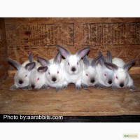 Продам кроликів порід каліфорнійський ; ; ;quo t;, фландр і сріблястий.