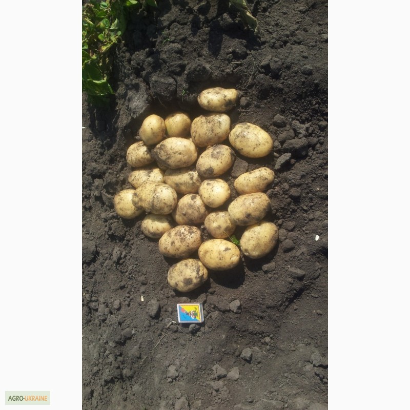 Фото 2. Продам посадочный картофель Аладін Ривэра Тырас. Летана и другие