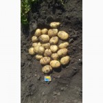 Продам посадочный картофель Аладін Ривэра Тырас. Летана и другие