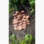 Продам посадочный картофель Аладін Ривэра Тырас. Летана и другие