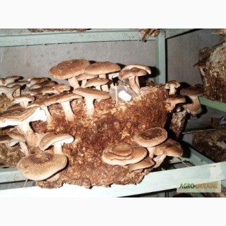 Шиитаке - грибные блоки