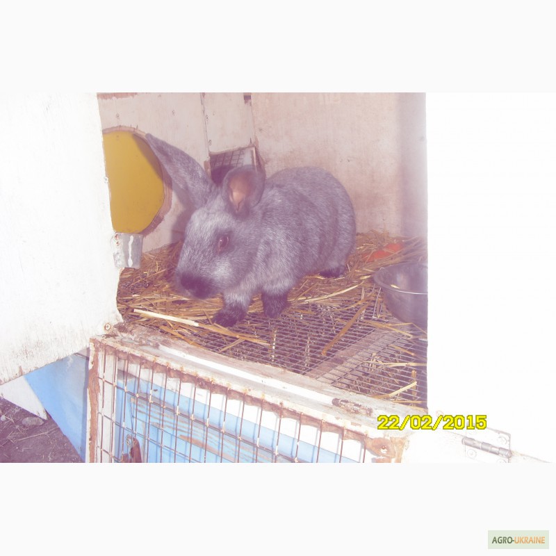 Продам кроликов породы Новозеландская белая и серебристые