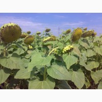 Посев матерял, высококачественные семена Подсолнечника МИР (масляный) 1р. 95 дней