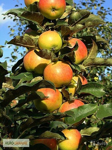 Фото 7. Саженцы колоновидных деревьев яблони, груши, черешня, алыча, слива, персик, абрикос