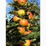 Саженцы колоновидных деревьев яблони, груши, черешня, алыча, слива, персик, абрикос