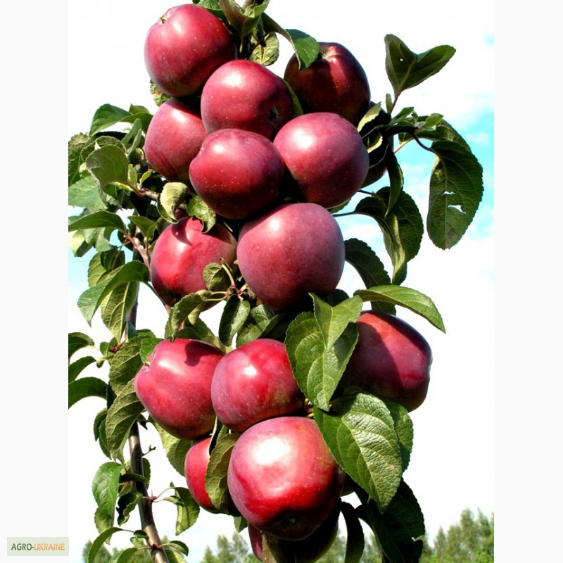 Фото 9. Саженцы колоновидных деревьев яблони, груши, черешня, алыча, слива, персик, абрикос