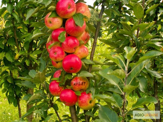 Фото 11. Саженцы колоновидных деревьев яблони, груши, черешня, алыча, слива, персик, абрикос