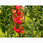 Саженцы колоновидных деревьев яблони, груши, черешня, алыча, слива, персик, абрикос