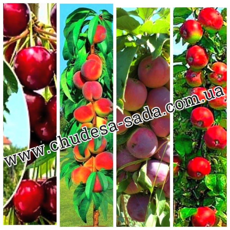 Фото 3. Саженцы колоновидных деревьев яблони, груши, черешня, алыча, слива, персик, абрикос