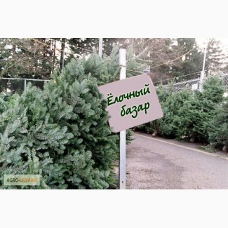 Пушистые живые елки сосны оптом от лесничества с доставкой по Украине