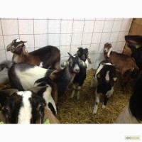 Англо-нубийские козы в Украине