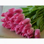 Голландские тюльпаны оптом и в розницу на 8 марта