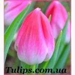 Голландские тюльпаны оптом и в розницу на 8 марта