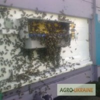 Продам бджолопакети, бджолосімї