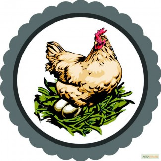Солотвинская птицефабрика продает яйца куриные от производителя