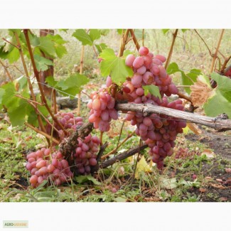 Продам саженцы современных сортов винограда