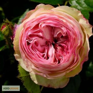 Саженцы роз с открытой корневой системой, привитые на шиповнике, двухлетки