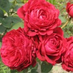 Саженцы роз с открытой корневой системой, привитые на шиповнике, двухлетки