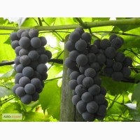 Продам домашний виноград Изабелла оптом г.Мукачево