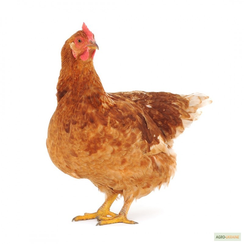 Фото 2. Продам яйця курячі інкубаційні породи Мастер, Редбро, Голошийка і Гріз Барр