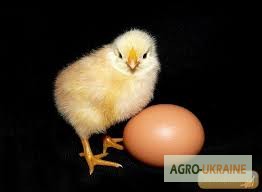 Фото 3. Продам яйця курячі інкубаційні породи Мастер, Редбро, Голошийка і Гріз Барр