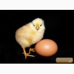 Продам яйця курячі інкубаційні породи Мастер, Редбро, Голошийка і Гріз Барр
