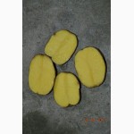 Продам картофель сортов Бела роса, Пикассо, с земли