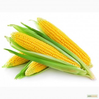 Продам насіння Кукурудзи посівної