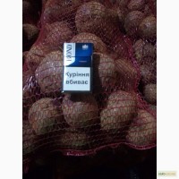 Продам столовий буряк 2, 5 грн/кг 20 тонн та насіневу картоплю