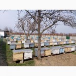 Продам высокопродуктивные пчелосемьи