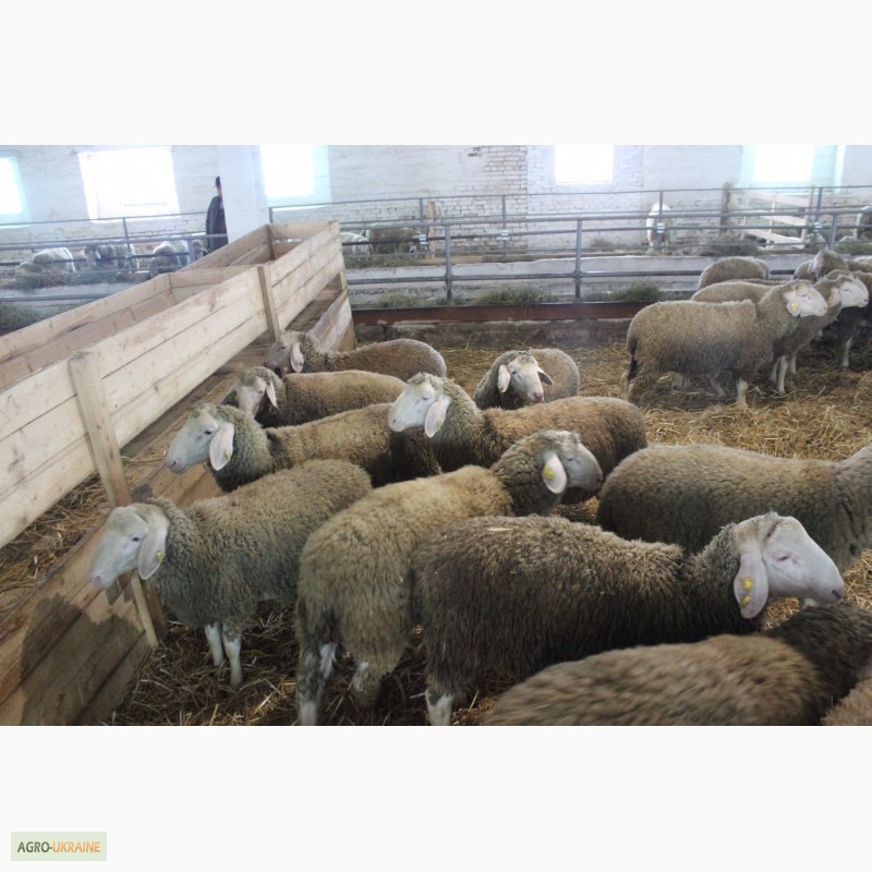 Продам овец Меринос,  овец Меринос,  — Agro-Ukraine