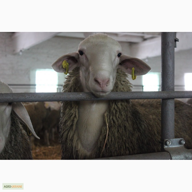 Фото 3. Продам овец Меринос