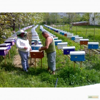 Продаю Бджоломатки карпатської породи