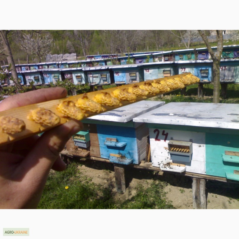 Фото 10. Продаю Бджоломатки карпатської породи