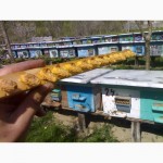 Продаю Бджоломатки карпатської породи