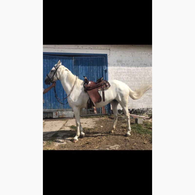 Фото 2. Маркиза. Англо-арабская лошадь