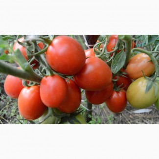 Продам помидоры «Рио Гранде»
