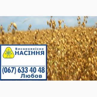 Семена овса голозерного Скарб Украины, 1 репродукция