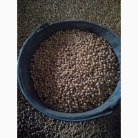 Продам насіння сої сорт: СЕНСОР і МАКСУС