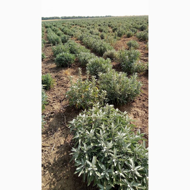 Фото 2. Шалфей - эфирное масло и сушеные травы