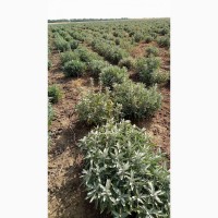 Шалфей - эфирное масло и сушеные травы