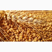 Закуповуємо у сільгоспвиробників зерновідходи пшениці, по Миколаївській області