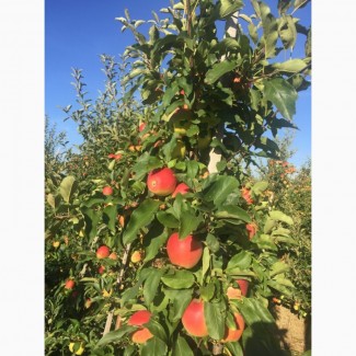 Фермерське господарство продасть яблука, урожаю 2018 року